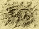 Sand_Footprints_P1020714.jpg