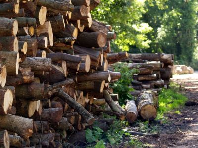 Log pile by Dave Edwards Play   
